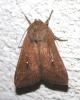 Mythimna albipuncta